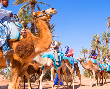 Activity Sunset Tour & Dromedary Ride at Palm Grove of marrakech